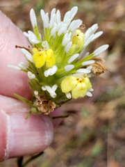 Castilleja lineariloba