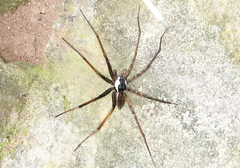 Dolomedes raptor