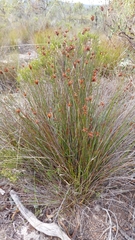 Staberoha distachyos