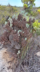 Ruschia indecora