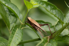 Eneoptera surinamensis