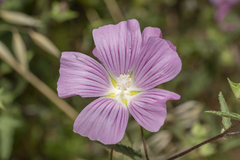 Malva punctata