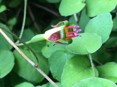 Fuchsia procumbens