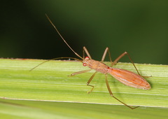 Phaenacantha marcida