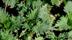 Urtica dioica