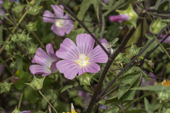 Malva punctata