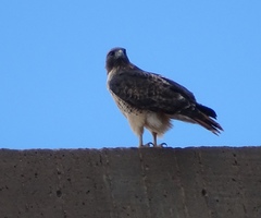Buteo jamaicensis