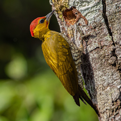Piculus flavigula