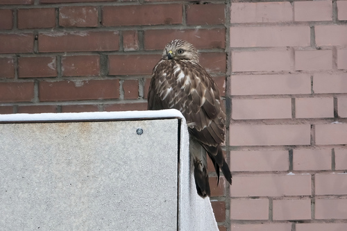 Busardo calzado (Buteo lagopus)