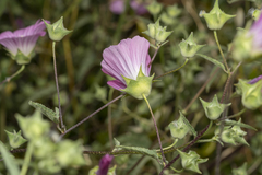 Malva punctata