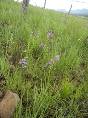 Penstemon stenophyllus