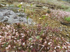 Arabidopsis suecica