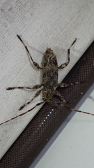 Graphisurus fasciatus