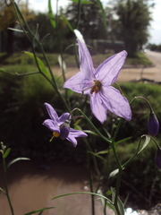 Solanum amygdalifolium