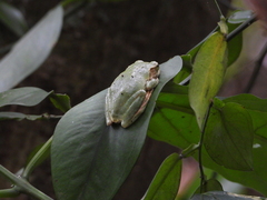 Kurixalus berylliniris