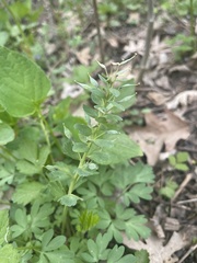 Corydalis solida