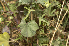 Malva punctata