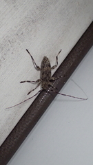 Graphisurus fasciatus