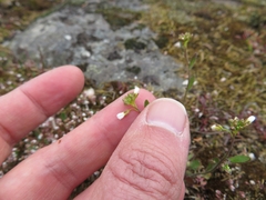Arabidopsis suecica