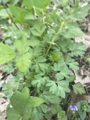 Corydalis solida