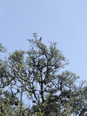 Pyrocephalus rubinus