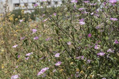 Malva punctata