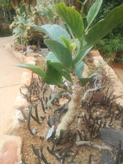 Cyphostemma bainesii