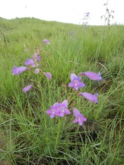 Penstemon stenophyllus