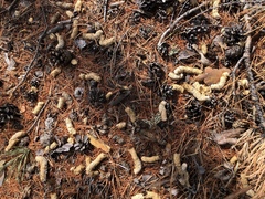 Tetrao urogallus