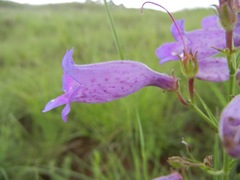 Penstemon stenophyllus