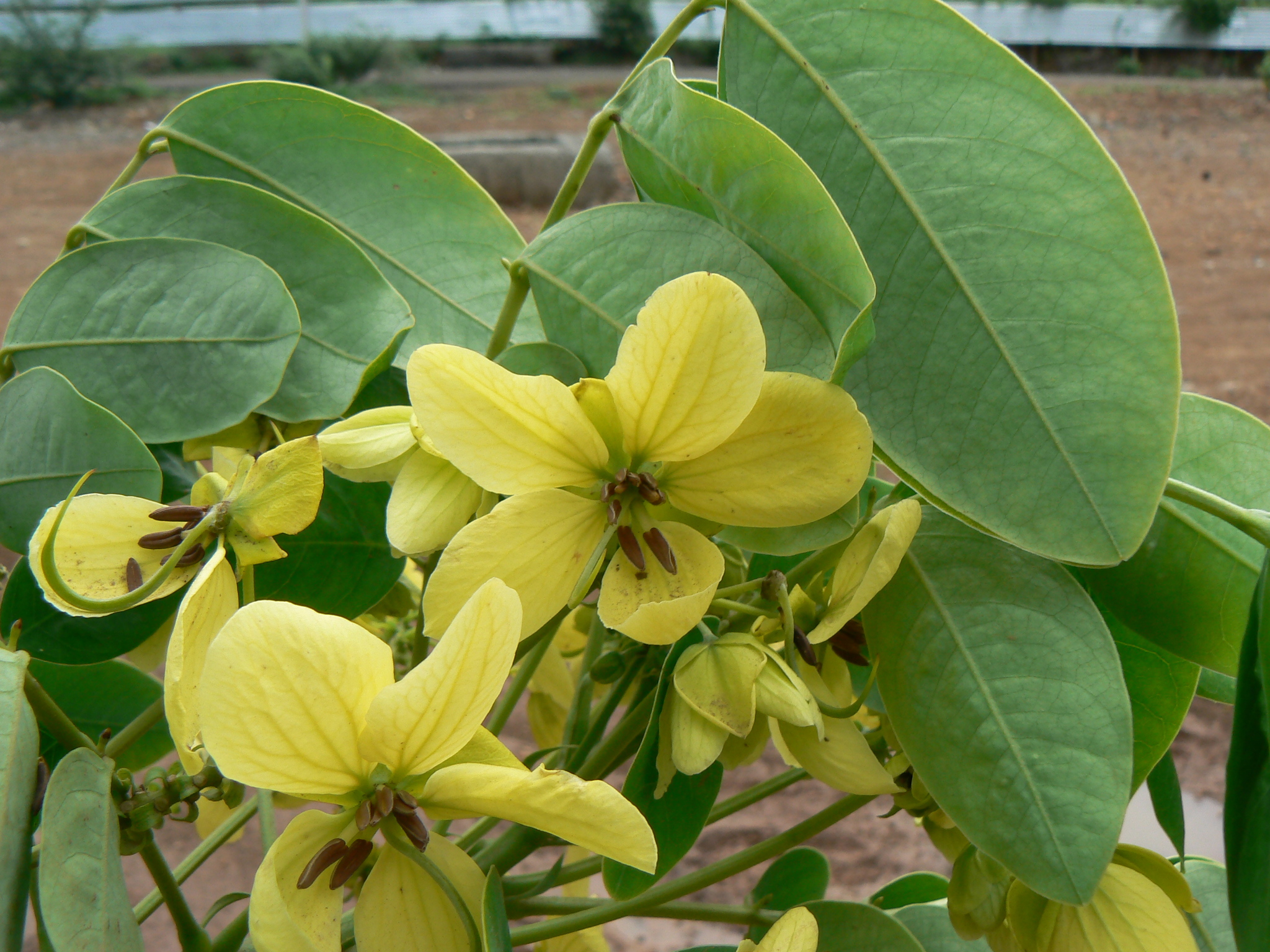 Senna sulfurea (DC. ex Collad.) H.S.Irwin & Barneby