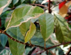 Excoecaria cochinchinensis