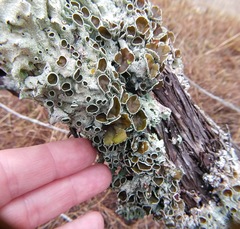 Parmotrema submarginale