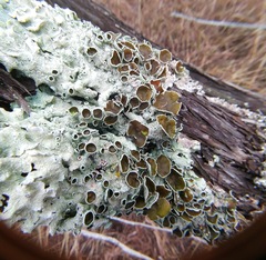 Parmotrema submarginale