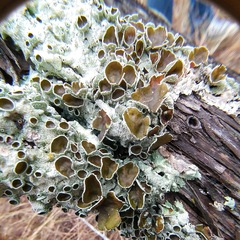 Parmotrema submarginale