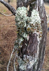 Parmotrema submarginale