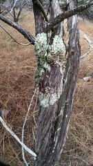 Parmotrema submarginale