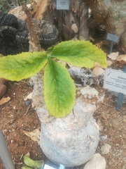 Cyphostemma bainesii