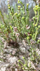 Erica capitata
