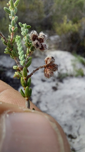 Image of Erica capitata by (c) Jacques van der Merwe, some rights reserved (CC BY-SA)