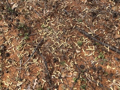 Tetrao urogallus