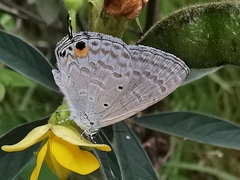 Catochrysops