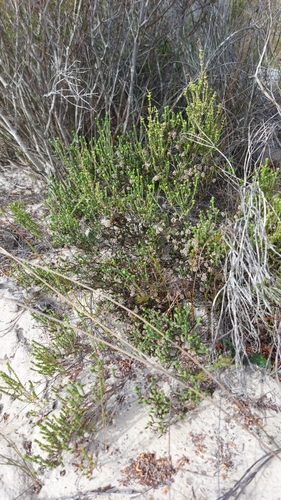Image of Erica capitata by (c) Jacques van der Merwe, some rights reserved (CC BY-SA)