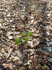 Aesculus hippocastanum