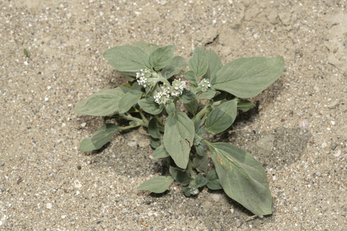 Image of Heliotropium dolosum by (c) Eleftherios Katsillis, some rights reserved (CC BY)