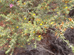 Aspalathus subtingens