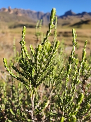 Passerina montana