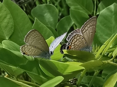 Catochrysops