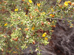 Aspalathus subtingens