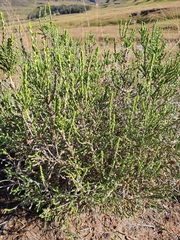Passerina montana